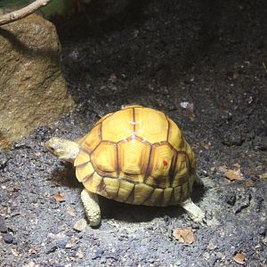 Ploughshare tortoise