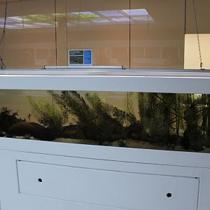 Enclosure Titicaca waterfrog