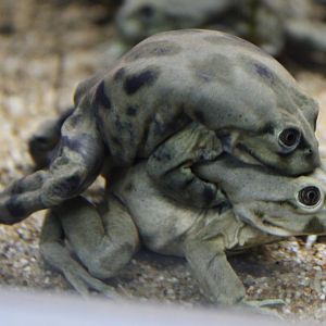 Amplex Titicaca waterfrog