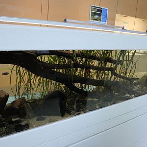 Aquarium La Palma pupfish