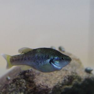 La Palma pupfish