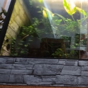 Poison Dart Frog Habitat