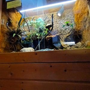 Red tailed Racer Habitat