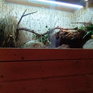 Mangrove Snake Habitat