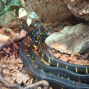 Mangrove Snake