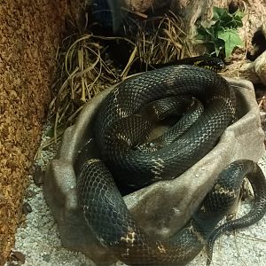 Amur Rat Snake
