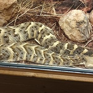 Puff Adder