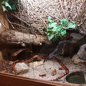 Milk Snake Habitat