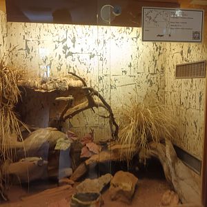 Leopard Gecko Habitat