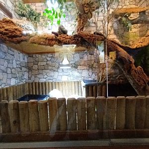 Yellow footed Tortoise and Green Iguana Habitat