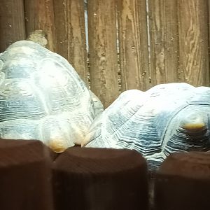 Yellow footed Tortoises