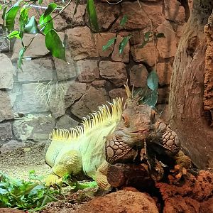 Green Iguana