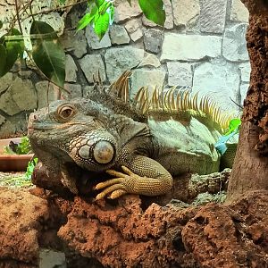 Green Iguana