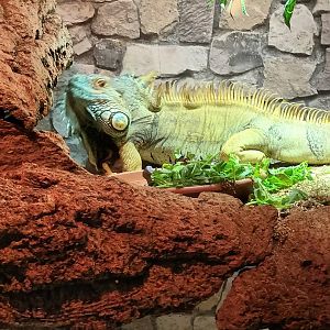 Green Iguana