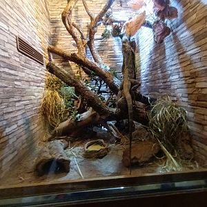 Frilled Lizard Habitat