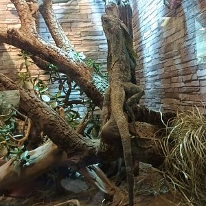 Frilled Lizard