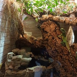 Australian and Chinese Water Dragon Habitat