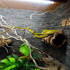 Green Mamba Habitat