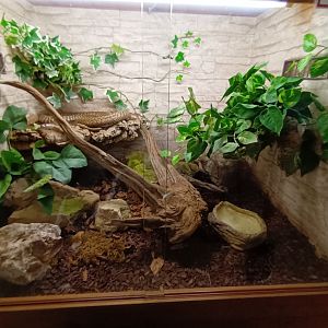 Indian Cobra Habitat