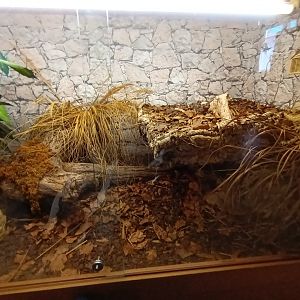 Gaboon Viper Habitat