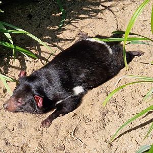 Tasmanian Devil