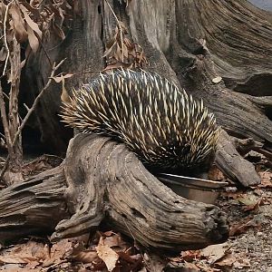 Short-beaked Echidna