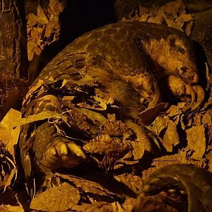Chinese Pangolin