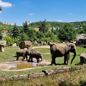Asian Elephants
