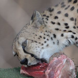 Cheetah eating