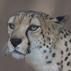Cheetah