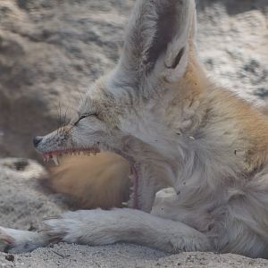 Fennec fox yawn