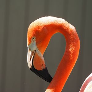 American flamingo