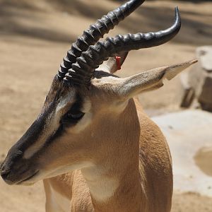 Nubian Soemerring's gazelle
