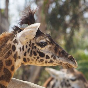 Maasai giraffe calf