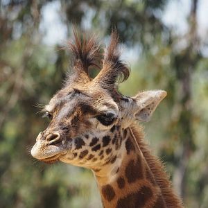 Maasai giraffe calf