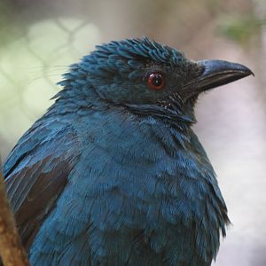 Asian fairy bluebird