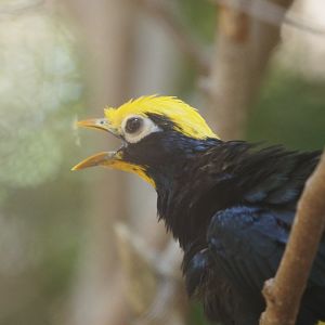 Golden-crested mynah