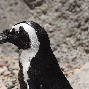 African penguin