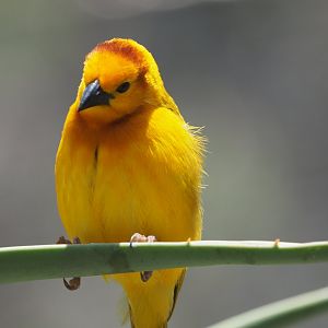 Taveta golden weaver