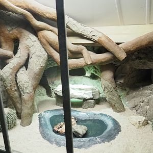 Gila monster terrarium, 2022-05-17