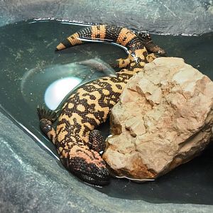 Gila monster (Heloderma suspectum), 2022-05-17