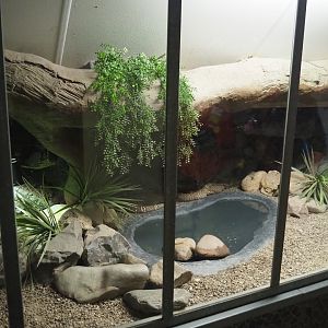 Mexican beaded lizard terrarium, 2022-05-17