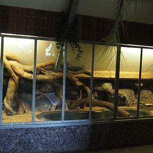 First Eastern ring-tailed vontsira exhibit, 2022-05-17