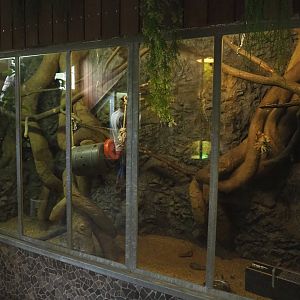 Second Eastern ring-tailed vontsira exhibit, 2022-05-17