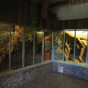 Eastern ring-tailed vontsira exhibits, 2022-05-17