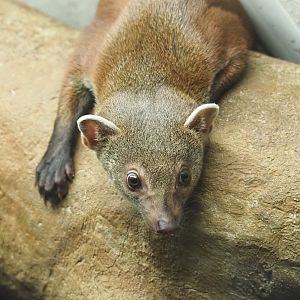 Eastern ring-tailed vontsira (Galidia elegans elegans), 2022-05-17