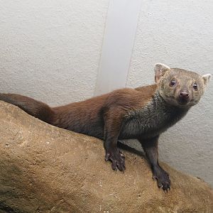 Eastern ring-tailed vontsira (Galidia elegans elegans), 2022-05-17