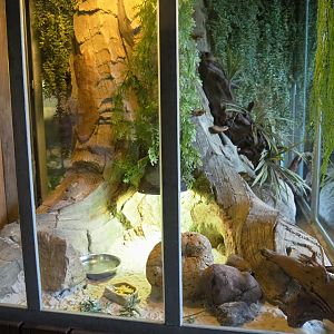 Round-eared elephant shrew exhibit, 2022-05-17
