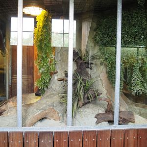 Round-eared elephant shrew exhibit, 2022-05-17