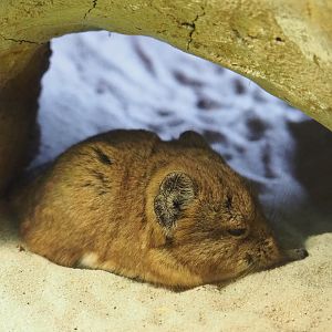Round-eared elephant shrew (Macroscelides proboscideus), 2022-05-17